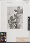 Foto von Salix daiseniensis Seemen